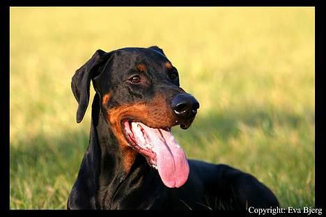 Dobermann Jotunheim Winge*  - Nyt 2005 billede 16