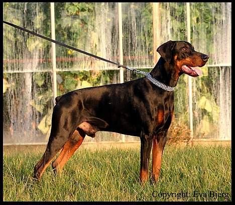Dobermann Jotunheim Winge*  - Nyt 2005 billede 17