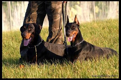 Dobermann Jotunheim Winge*  - Nyt 2005 billede 18