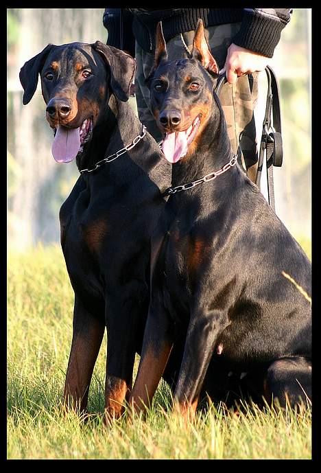 Dobermann Jotunheim Winge*  - Nyt 2005 billede 19