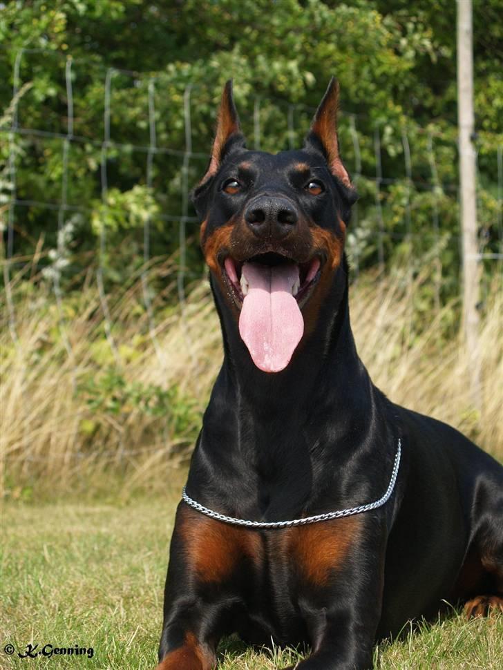 Dobermann DiaZ  Van`t Hof ter Helle - Diaz 2008 billede 16