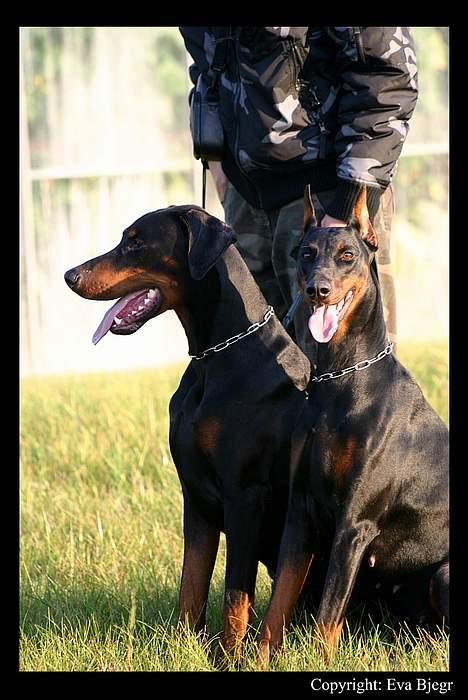 Dobermann DiaZ  Van`t Hof ter Helle - Tonto og Diaz billede 17