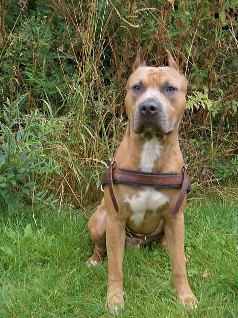 Amerikansk staffordshire terrier Jos Duma Ewy *Kaiser* - Kaiser poserer på fælleden. billede 7