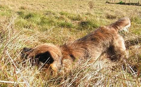 Border terrier Charlie - Charlie helt opslugt af et kaninhul billede 10