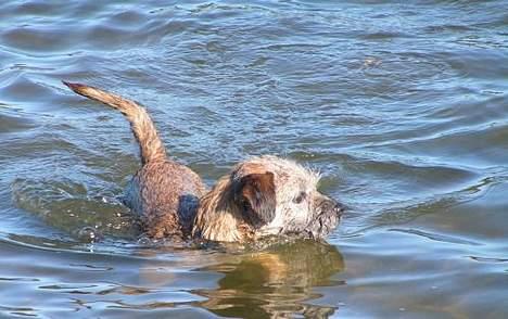 Border terrier Charlie - Charlie på svømmetur billede 11
