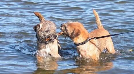 Border terrier Charlie - Charlie og Twix er fælles om pinden billede 12
