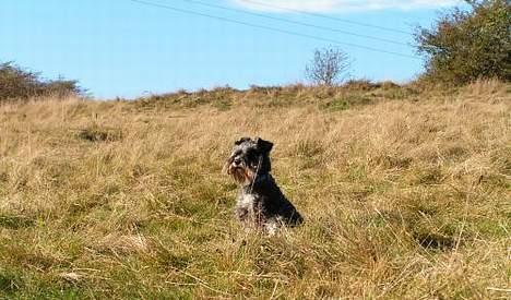 Dvaergschnauzer Cookie - Cookie troner på Starup Hede billede 10