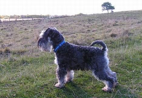 Dvaergschnauzer Cookie - Man kan vel ikke gøre for at man har charme? billede 11