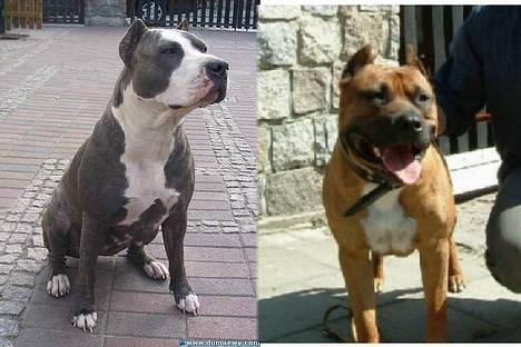 Amerikansk staffordshire terrier Jos Duma Ewy *Kaiser* - Hajda Duma Ewy(Cocaina) & Ben Duma Ewy. Kaisers mor og far fra Polen og England. billede 8