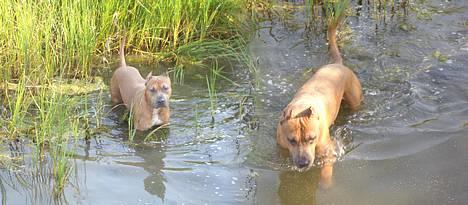Amerikansk staffordshire terrier Jos Duma Ewy *Kaiser* - Vandhunden prøver at fange fisk. billede 9
