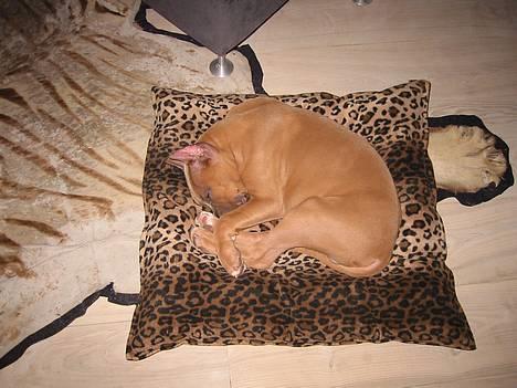 Amerikansk staffordshire terrier Jos Duma Ewy *Kaiser* - Lille bitte Kaiser, 18 uger gammel. billede 10