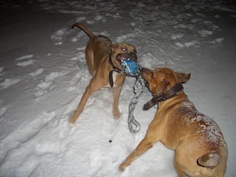 Amerikansk staffordshire terrier Jos Duma Ewy *Kaiser* - Leger trækkeleg. billede 11
