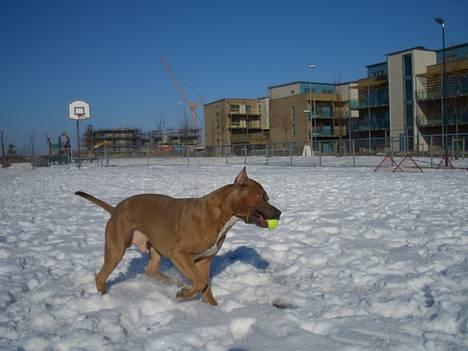 Amerikansk staffordshire terrier Jos Duma Ewy *Kaiser* - NYT!!! billede 12