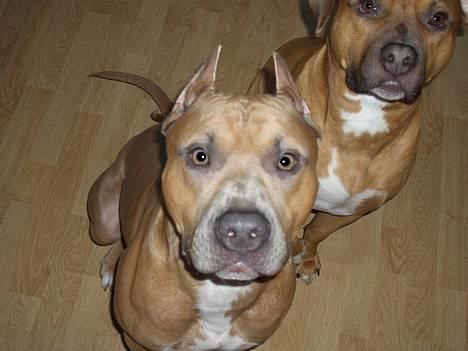 Amerikansk staffordshire terrier Jos Duma Ewy *Kaiser* billede 13