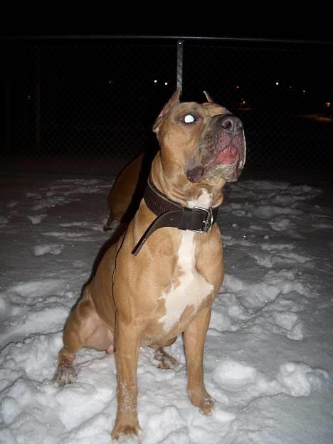 Amerikansk staffordshire terrier Jos Duma Ewy *Kaiser* - After-ski ;o) billede 14