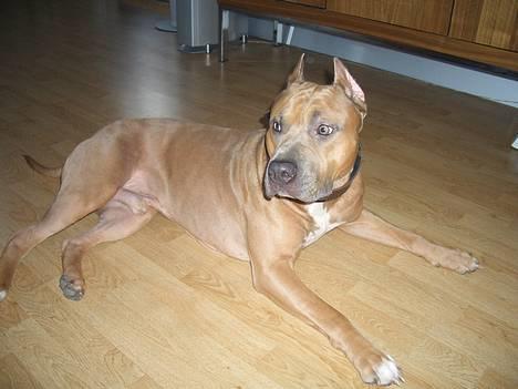 Amerikansk staffordshire terrier Jos Duma Ewy *Kaiser* billede 15