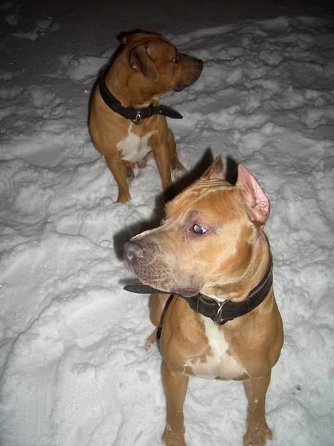 Amerikansk staffordshire terrier Jos Duma Ewy *Kaiser* - After-ski ;o) billede 16