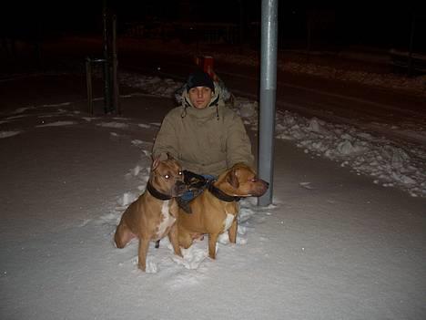 Amerikansk staffordshire terrier Jos Duma Ewy *Kaiser* - Hundene og Far. Dec 205 billede 17