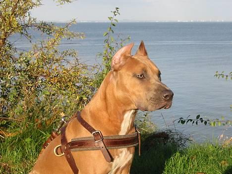 Amerikansk staffordshire terrier Jos Duma Ewy *Kaiser* - Kaiser 6 måneder gammel. billede 18