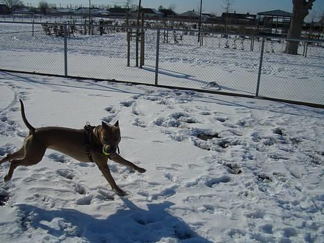 Amerikansk staffordshire terrier Jos Duma Ewy *Kaiser* - NYT!!! Fang mig brormand!! billede 19