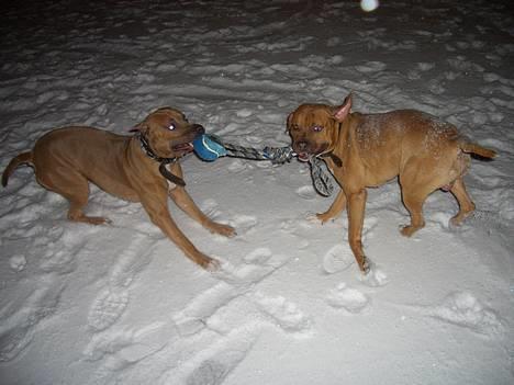Amerikansk staffordshire terrier Jos Duma Ewy *Kaiser* - Det er mig der er stærkest, brormand.. billede 20