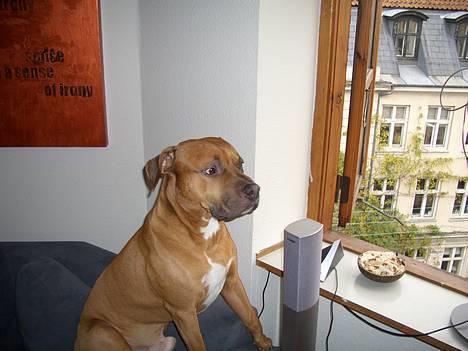 Amerikansk staffordshire terrier Tyson billede 6