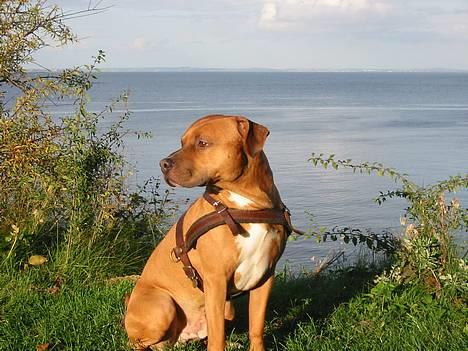 Amerikansk staffordshire terrier Tyson - Alt for lækker.... billede 7