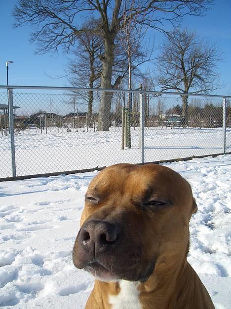 Amerikansk staffordshire terrier Tyson - NYT!!! It´s a Kodak moment ;) billede 8