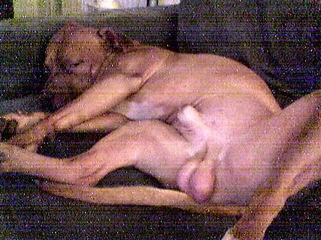 Amerikansk staffordshire terrier Tyson - No comments!!! (taget af Tysons ´reserve-mor´ da han var på ferie hos hende) billede 9