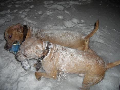 Amerikansk staffordshire terrier Tyson billede 10