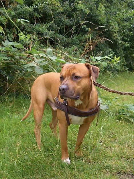 Amerikansk staffordshire terrier Tyson - Amager fælled billede 11