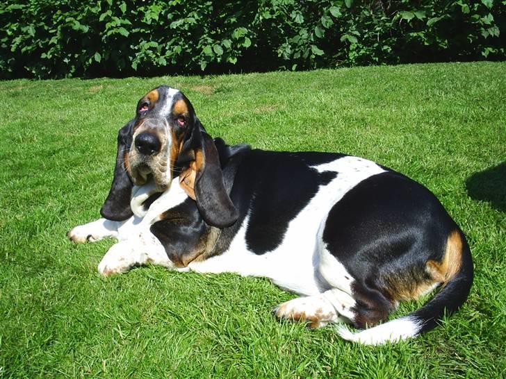 Basset hound Basse billede 6