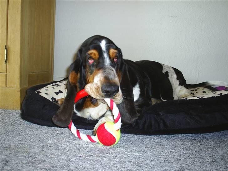 Basset hound Basse billede 7