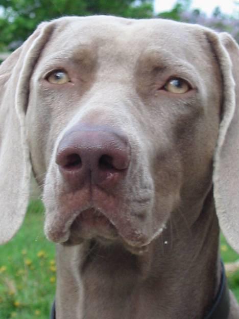 Weimaraner Natacha - 2006 billede 2