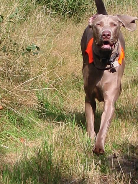 Weimaraner Natacha - 2006 billede 3