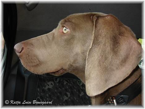 Weimaraner Natacha - 2005 billede 4