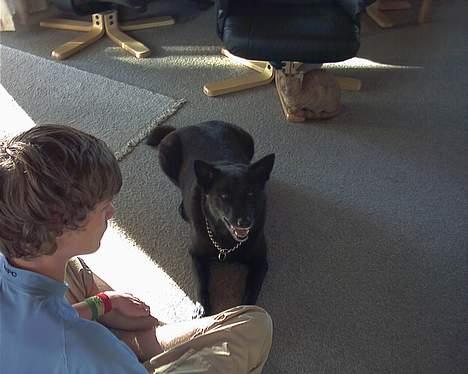 Sort spids Bjørn billede 3