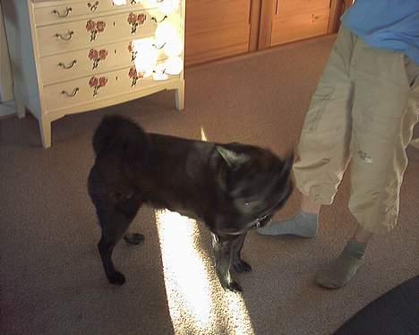 Sort spids Bjørn billede 4