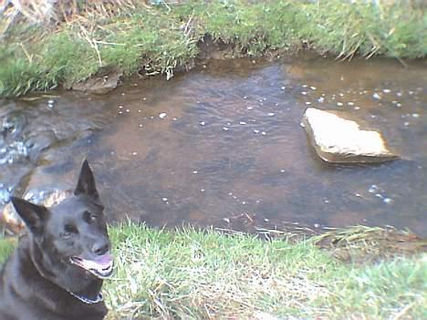 Sort spids Bjørn billede 5