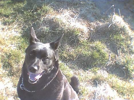 Sort spids Bjørn billede 6