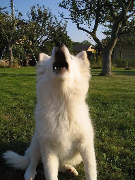 Finsk lapphund Luna billede 7