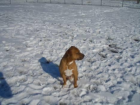 Amerikansk staffordshire terrier Tyson - NYT!! billede 12