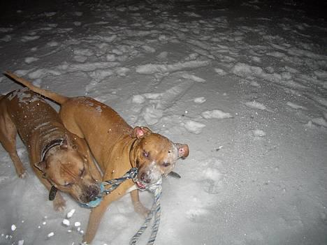 Amerikansk staffordshire terrier Tyson billede 13