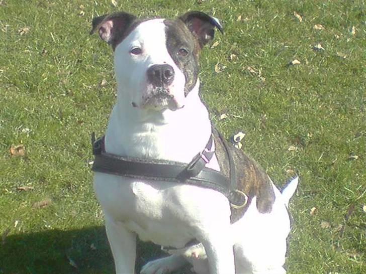 Amerikansk staffordshire terrier chica - chica den store;-) billede 1