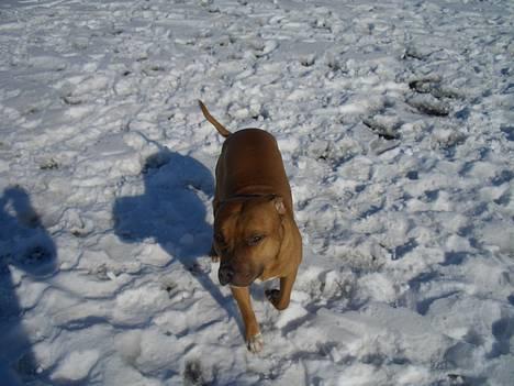 Amerikansk staffordshire terrier Tyson - NYT!! billede 14