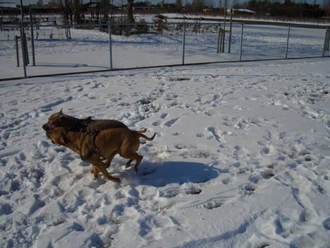 Amerikansk staffordshire terrier Tyson - NYT!!! Bedste venner... billede 15