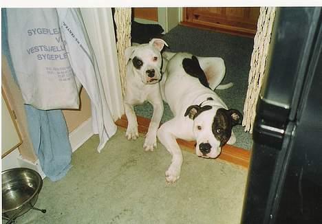 Amerikansk staffordshire terrier chica - chica og hendes hvalp mille billede 2