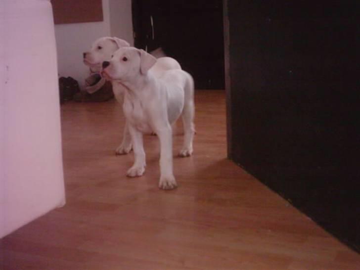 Amerikansk staffordshire terrier chica - de 2 mest hvide hvalpe fra hendes kuld billede 3