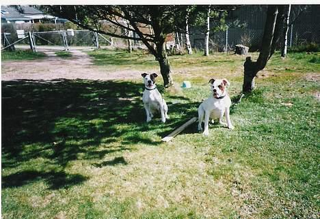 Amerikansk staffordshire terrier chica - chica og mobi billede 4