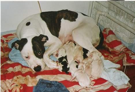 Amerikansk staffordshire terrier chica - chica efter en hård fødsel af 10 hvalpe billede 5